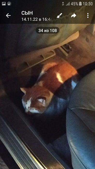 Пропал кот, помогите найти за вознаграждение.Район ул.Нечуй- Левицкого