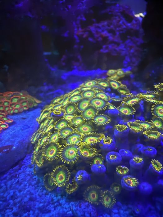 Corais Moles Faceis Zoanthus