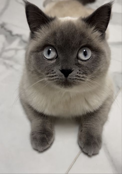 Кошенята британці
