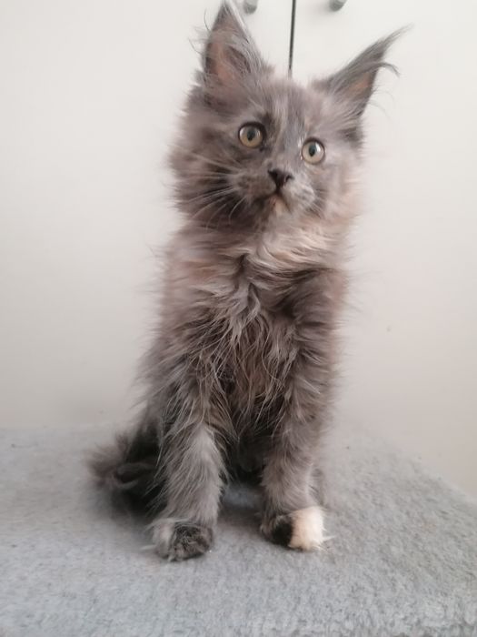 Мейн-кун     киця