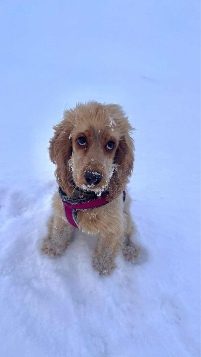 Zapowiedź miotu Cocker Spaniel Angielski