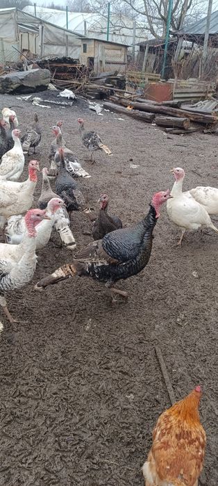 Індики домашні .