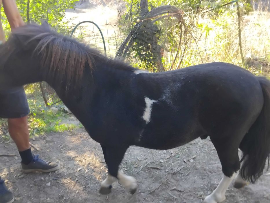Animais cavalos e póneis