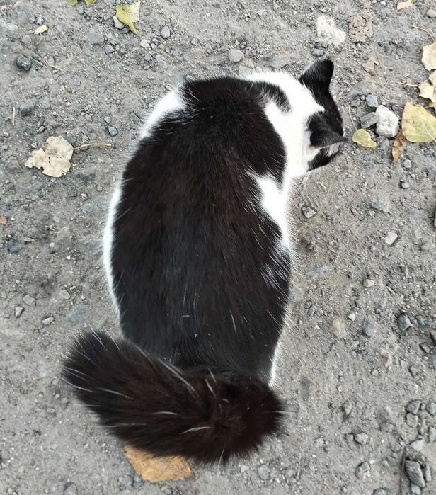 Кошка Китти ищет дом