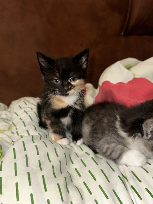 Кошеня дівчинка, 1,5 місяця