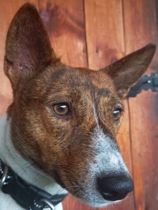 Пес басенджі для в`язки.