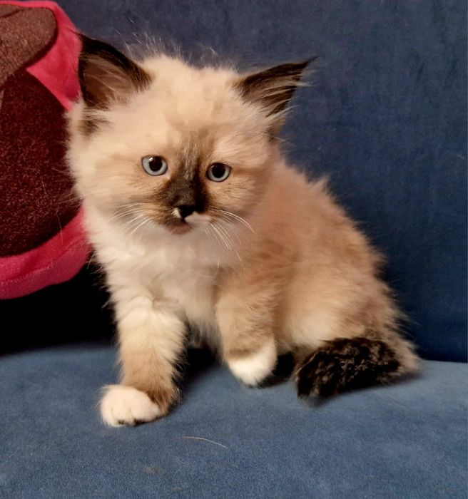 IZZY Koyka syberyjska Neva Masquerade