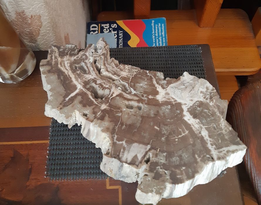 Срез окаменелого дерева