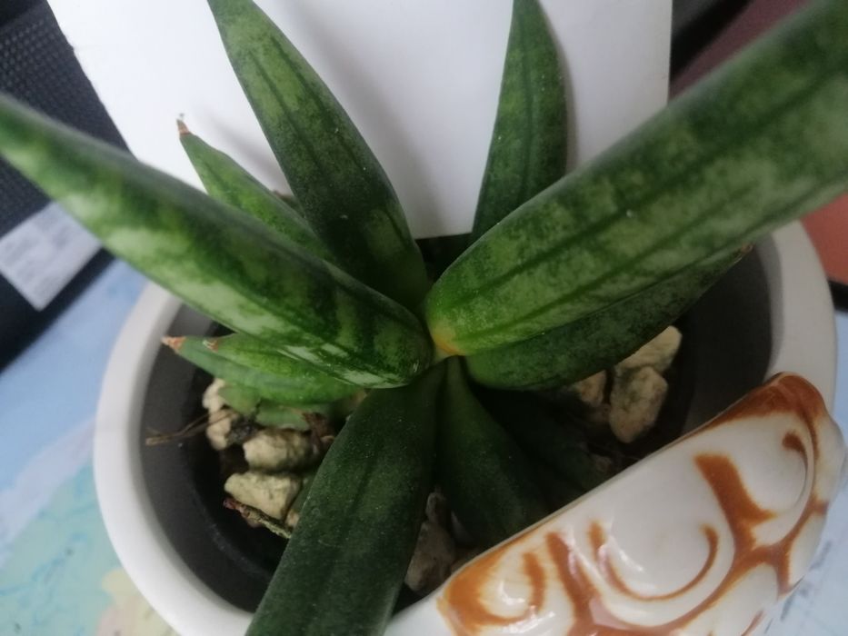 Sansevieria #Hedgehog#Sprzedam #Nadwyzka