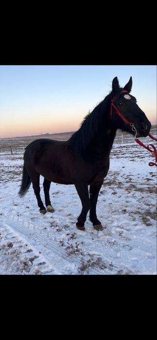 dwie klacze ślaskie