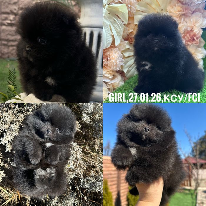 Двi дiвчинки,КСУ/FCI