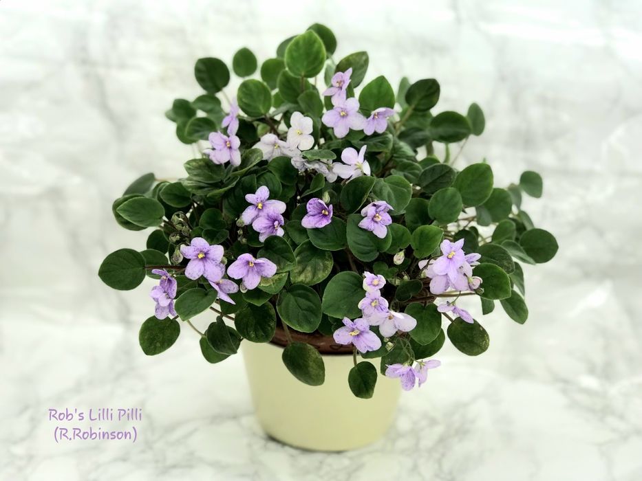 Сортові фіалки трейлери /  сортовые фиалки / фиалка