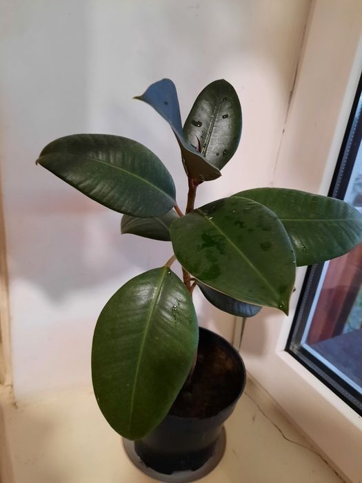 Фікус, кімнатна квітка