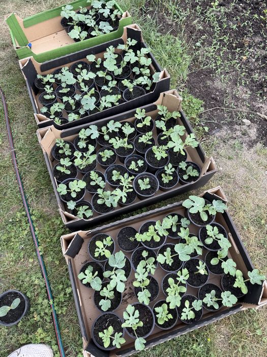 Sadzonki Arbuza, Caroliny Reaper, pomidora - Koltalowego, malinowego, czerwonego, bawole serce