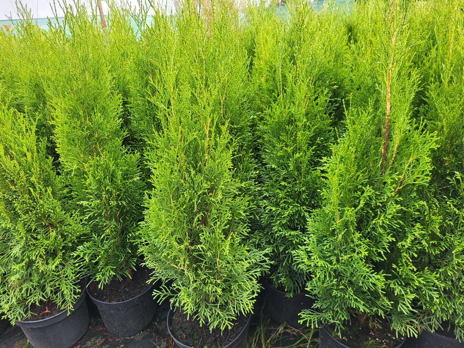 Tuja szmaragd, drzewka ozdobne, tuje 50-60cm