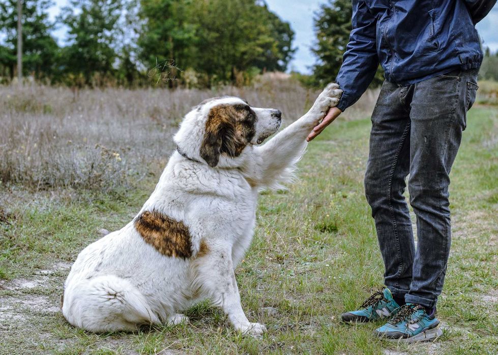 Wspaniała Iskra w typie moskiewskiego psa stróżującego! Adoptuj Ją!