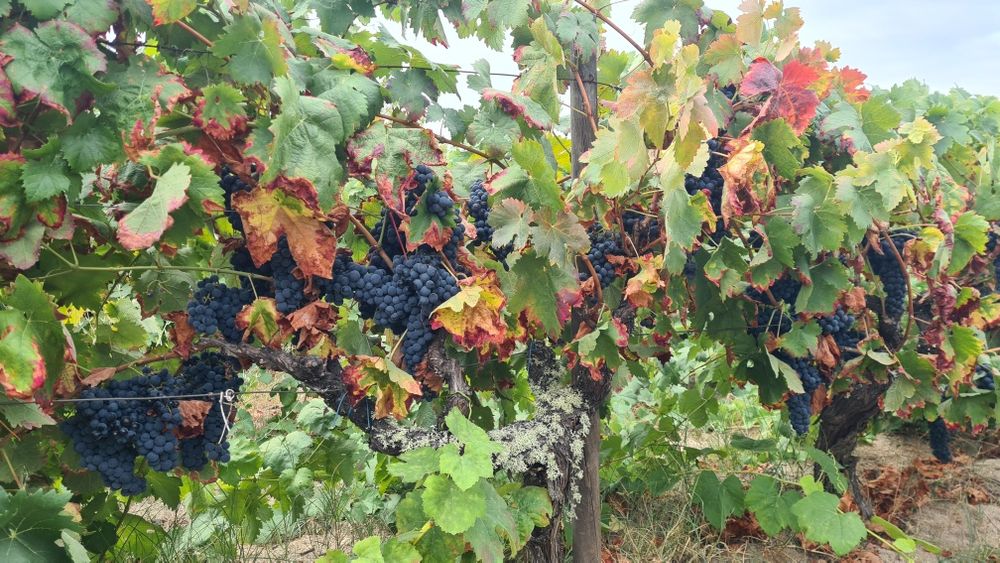 Uvas Tintas  VQPRD