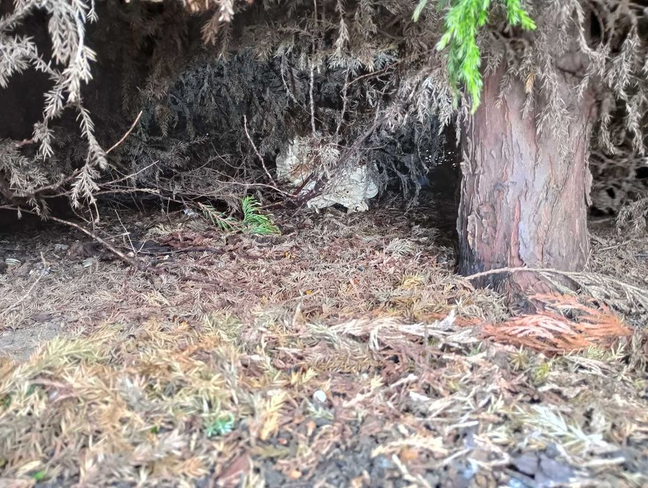 Profesjonalna likwidacja gniazd os i szerszeni