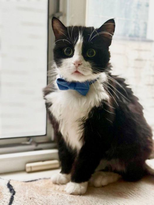 Котик Марс шукає люблячий дім