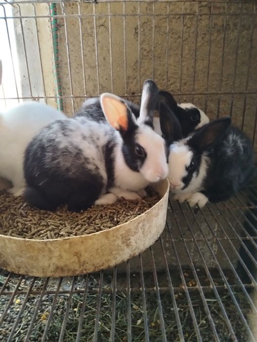 Coelhos anões deste ano