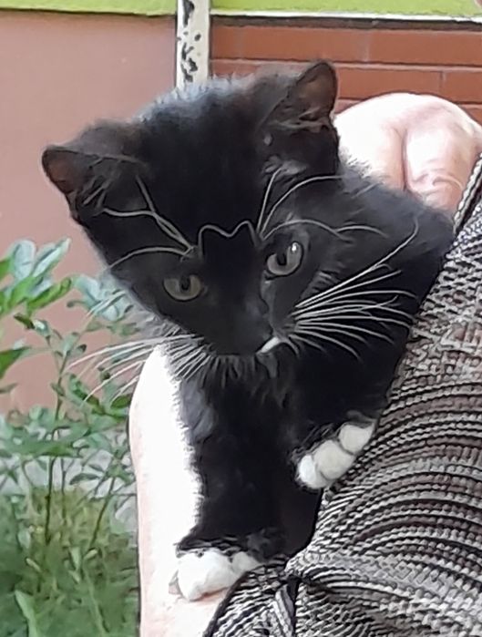 Чорненькі кошенятка