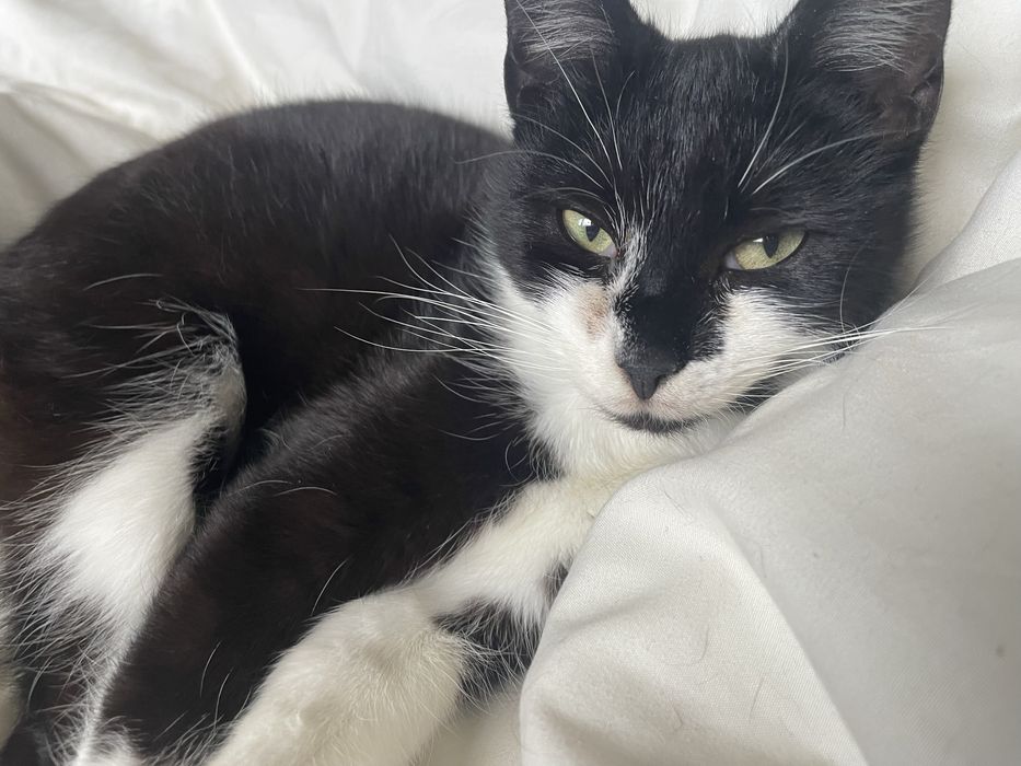 Oddam kotkę do adopcji