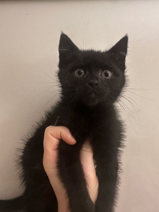 Кошенята в добрі руки