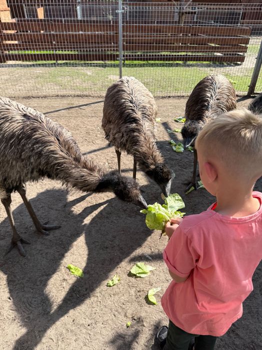 Sprzedam Emu  i Nandu