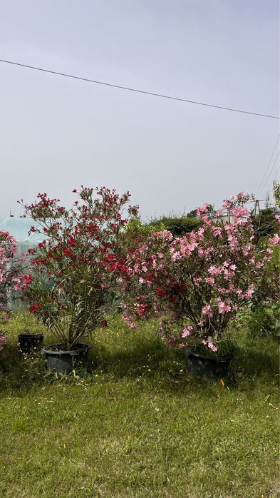 Oleander 10 letni 200-250cm
