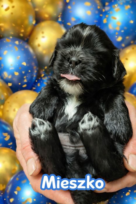 Szczenię Shih tzu piesek z genem blue