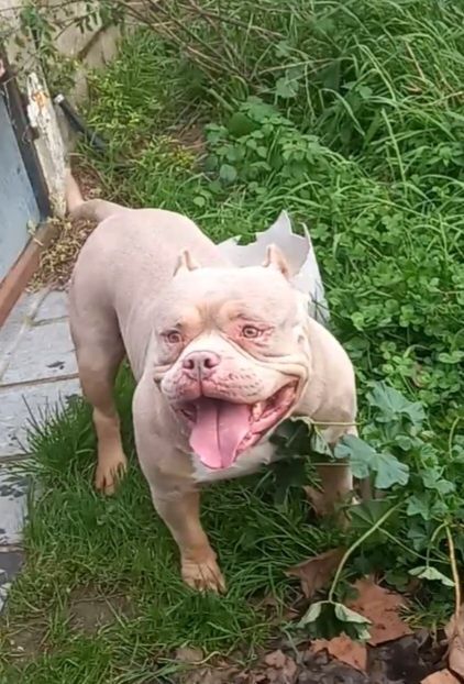 American Bully Standard