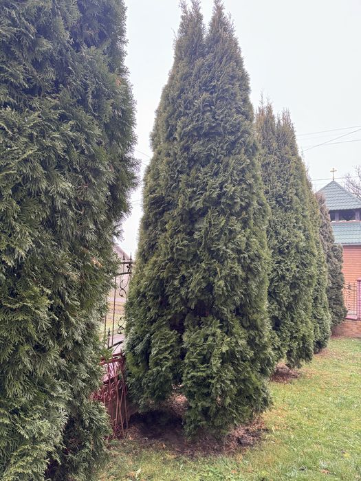 Продам Туї (6-5 м)