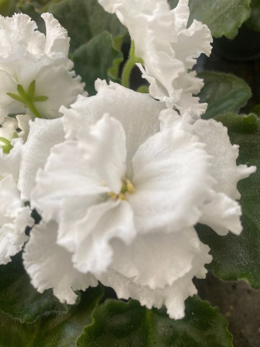 Фіалки, сенполії( розпродаж)