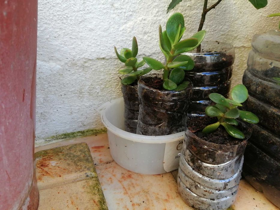 Suculenta biológica