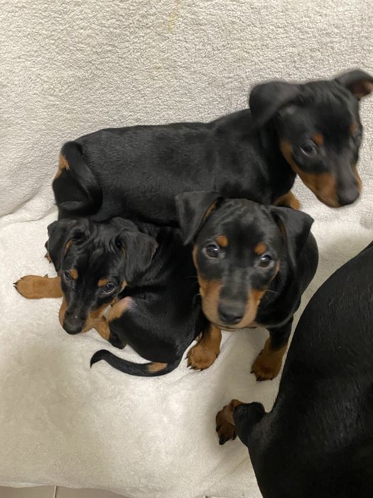 Щенки цвергпинчера