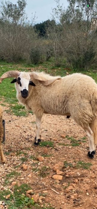 Carneiro procura novo lar