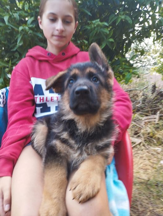 Pastor Alemão com lop