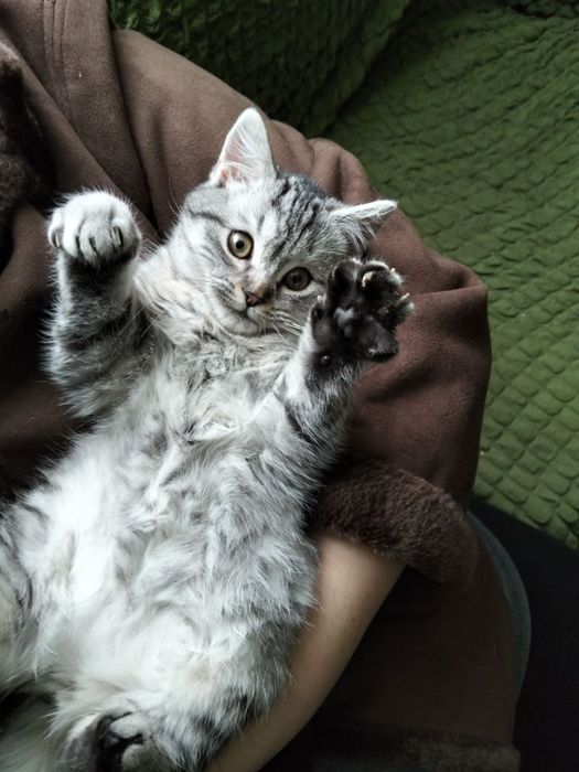 Британське неймовірно круте і ласкаве кошеня котик лагідний характер