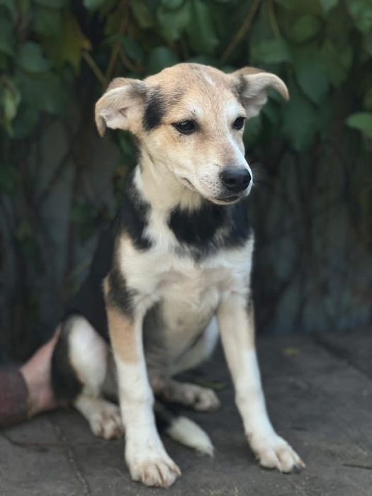 Очень добрый песик 1 год Бобрик