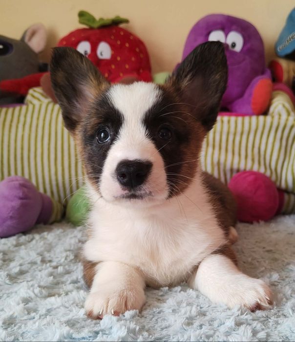 Welsh Corgi Cardigan Wyjatkowa suczka