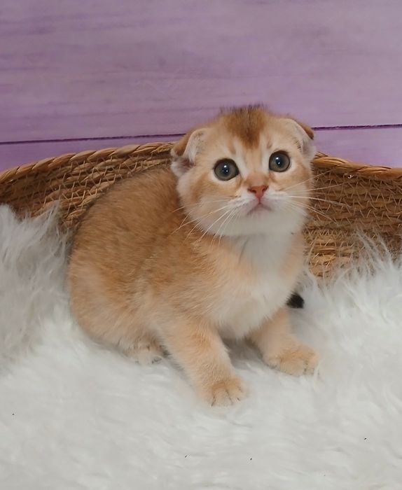 Дівчинка скотш фолд золота шиншила