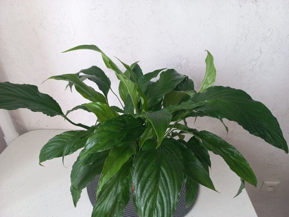 Спатифіліум - " жіноче щастя"