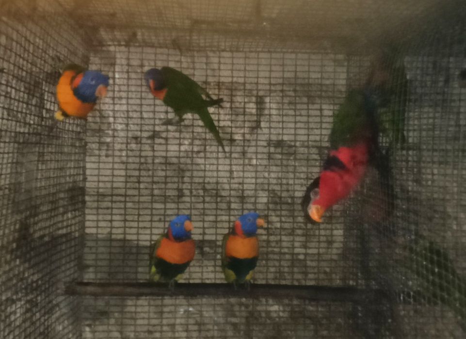 Psitacideos diversos