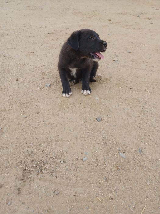 Doação de cães labradores pretos