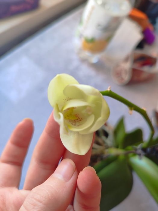 Орхідея з власної колекції