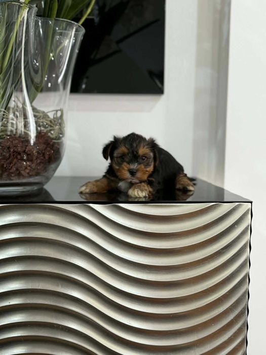 Yorkshire Terrier  Miniatura MACHO