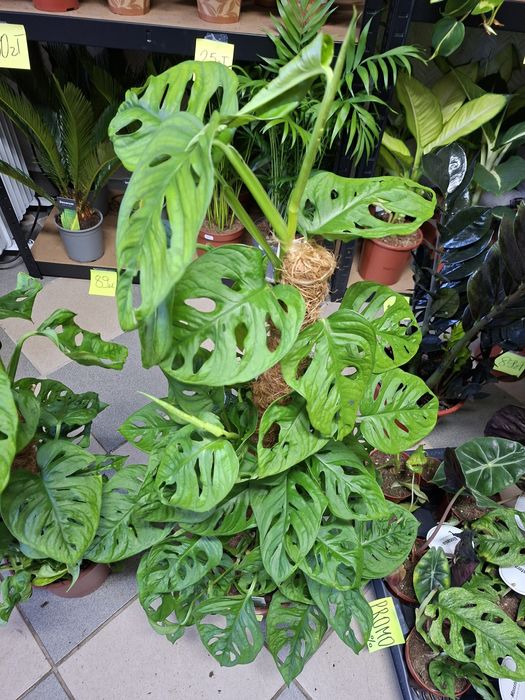 Monstera Adansonii mostok