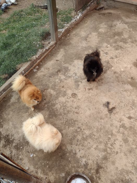 Szpic miniaturowy pomeranian