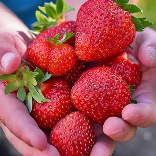 Саджанці перцю та солодкого перцю . Розсада, рассада, саженцы перец