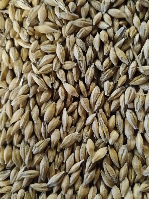 Sprzedam jęczmień jary